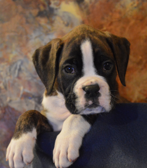 Recon x Elsa puppy